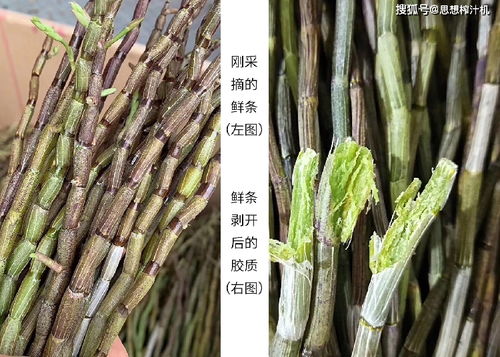 不讓 八大仙草 藏在宮中,更不讓農產品賣難,現代食品工藝能造福兩端