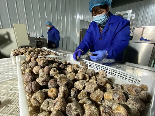 陜西大荔農產品深加工 華麗轉身，身價倍增，20多個新品種走紅春節市場