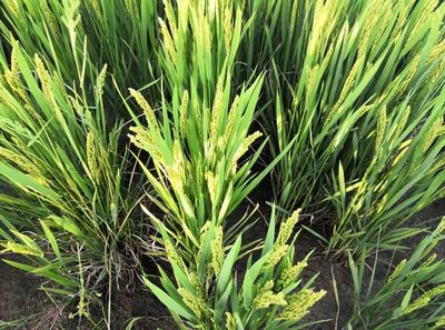 安心餐桌，品質(zhì)守護——寧海新一批無公害農(nóng)產(chǎn)品及初加工品名單公布